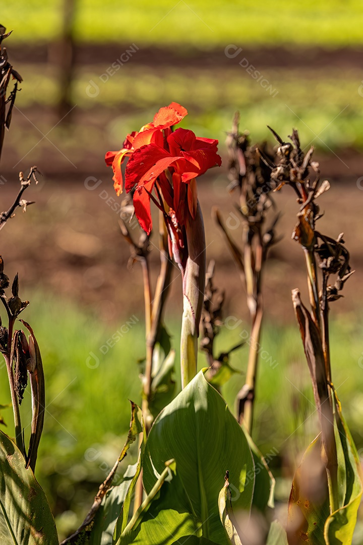 Planta com flor de tiro indiano da espécie Canna indica