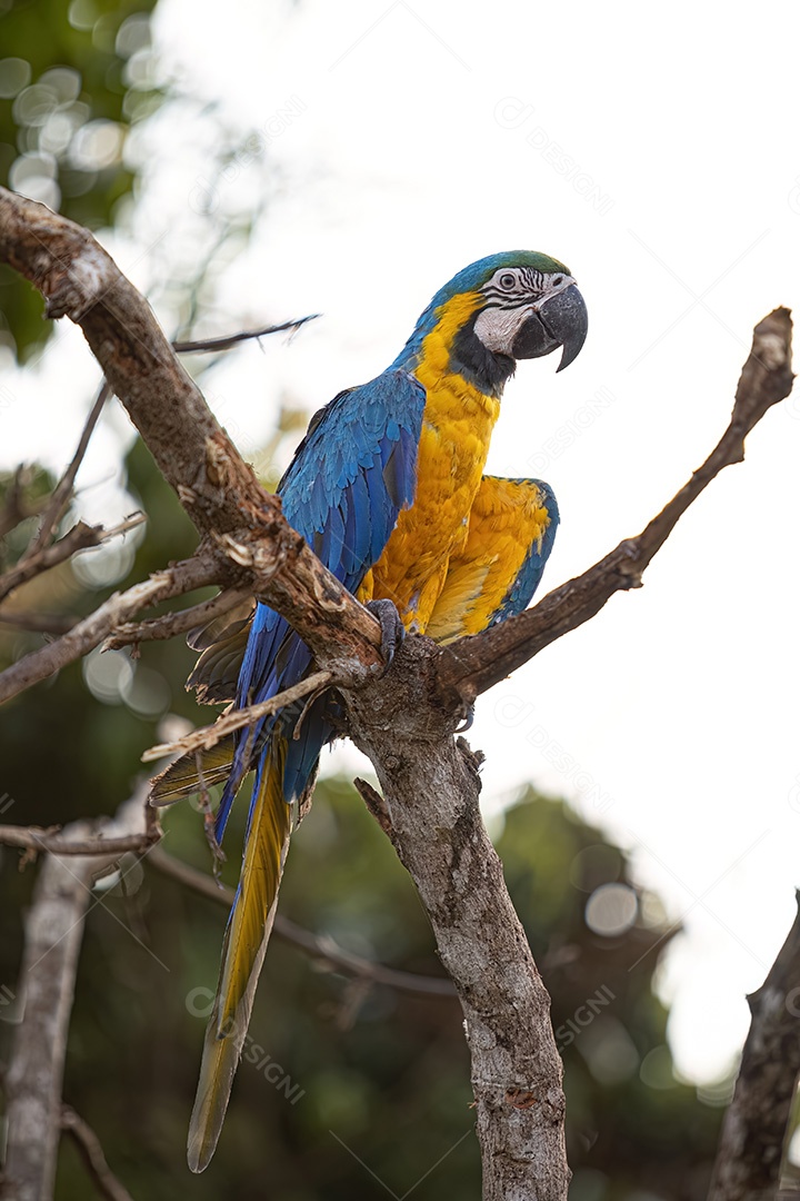 Arara-azul-e-amarela adulta da espécie Ara ararauna