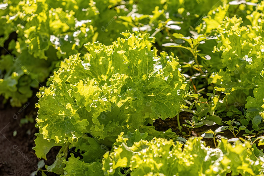 Planta alface vegetal da espécie Lactuca sativat