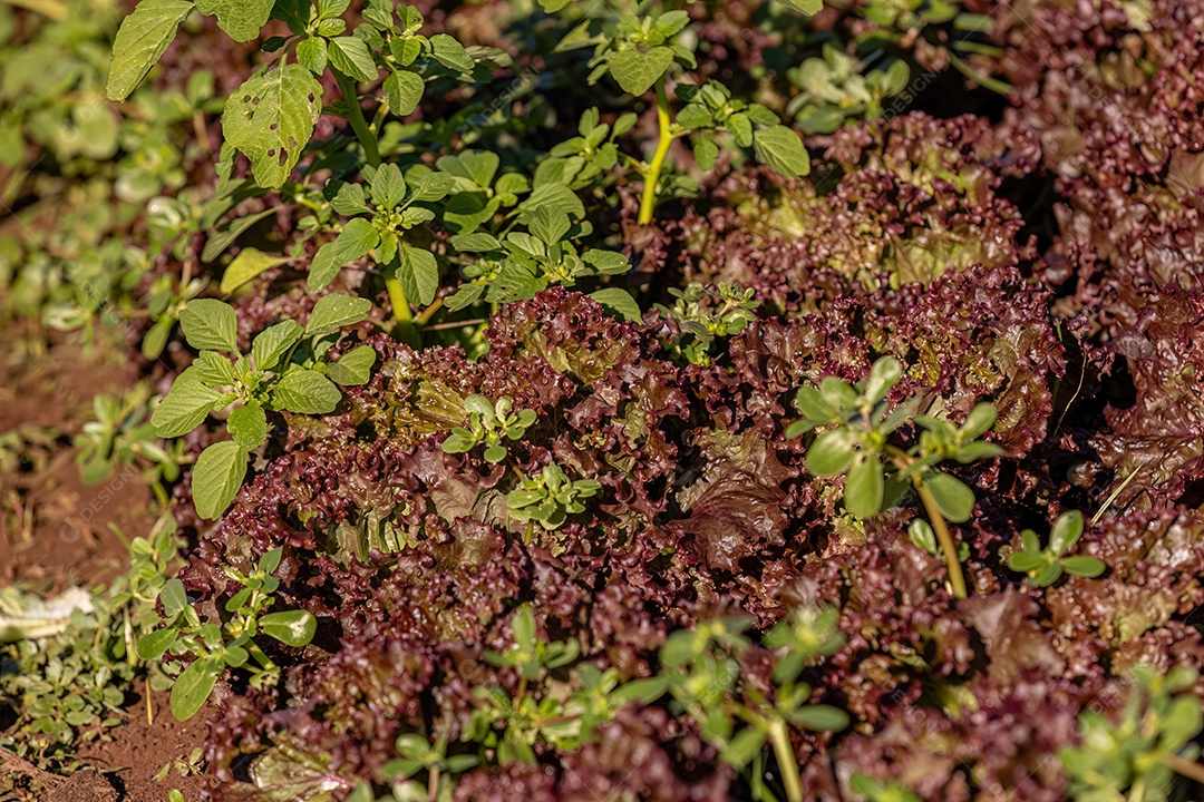 Planta alface vegetal da espécie Lactuca sativat