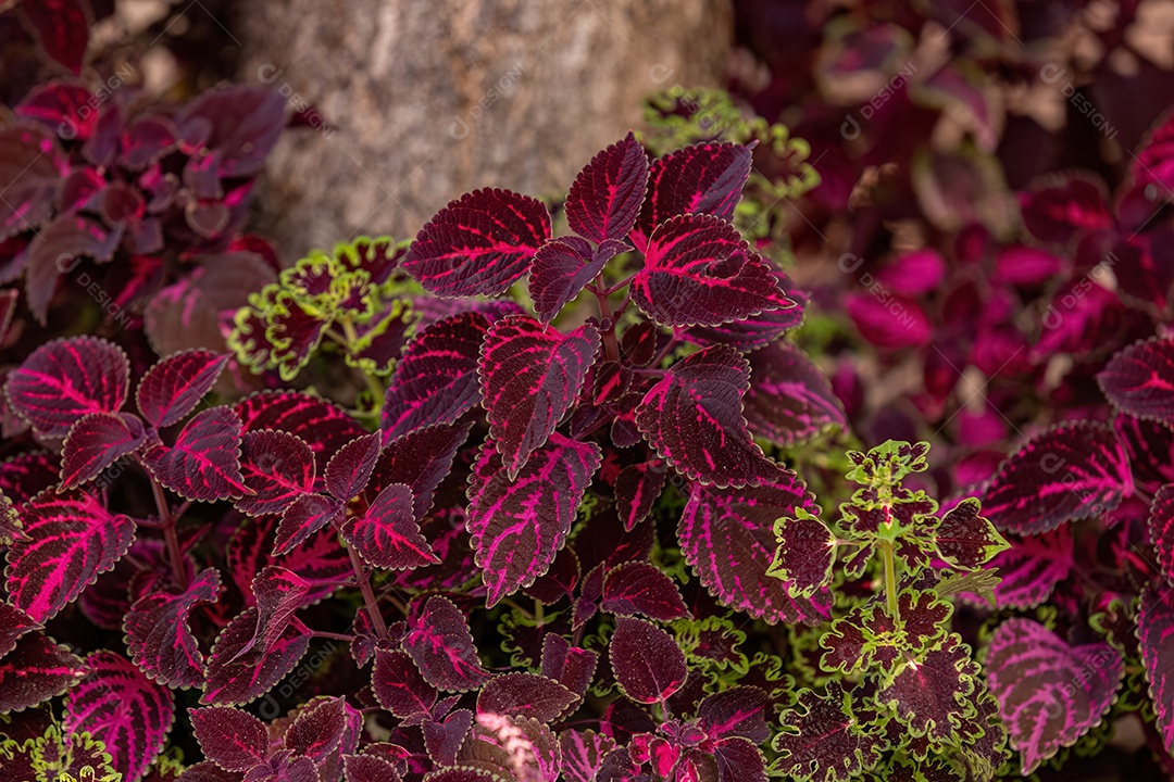 Planta com folhas roxas da espécie Coleus scutellarioides