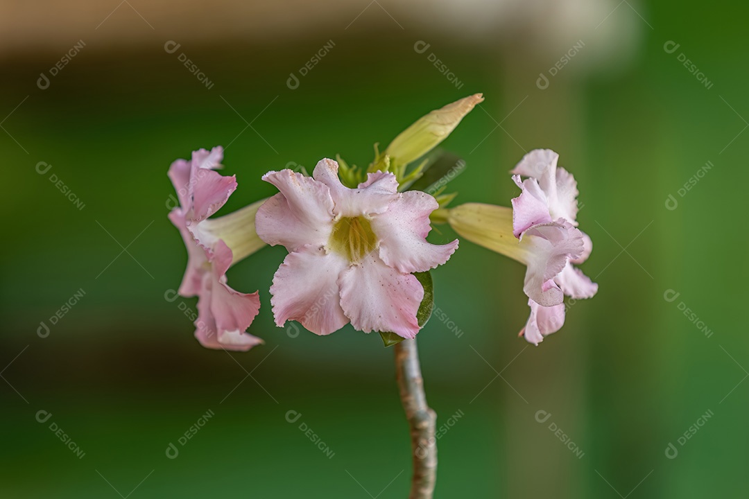 Planta Rosa do Deserto da espécie Adenium obesum