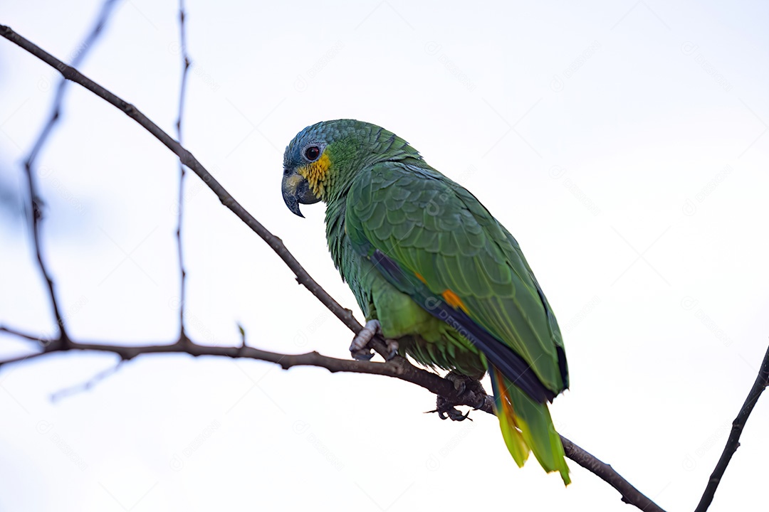 Papagaio-de-asa-laranja adulto da espécie Amazona amazonica