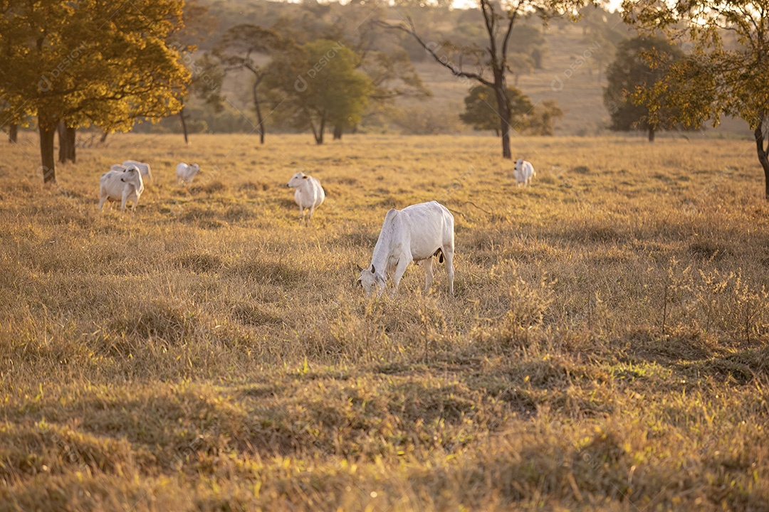 Gado nelore em pasto seco na hora dourada