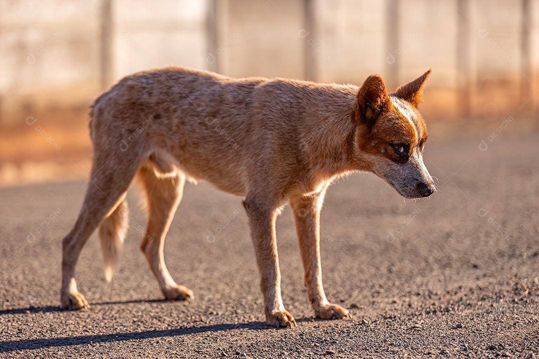Cachorro mamífero animal na rua