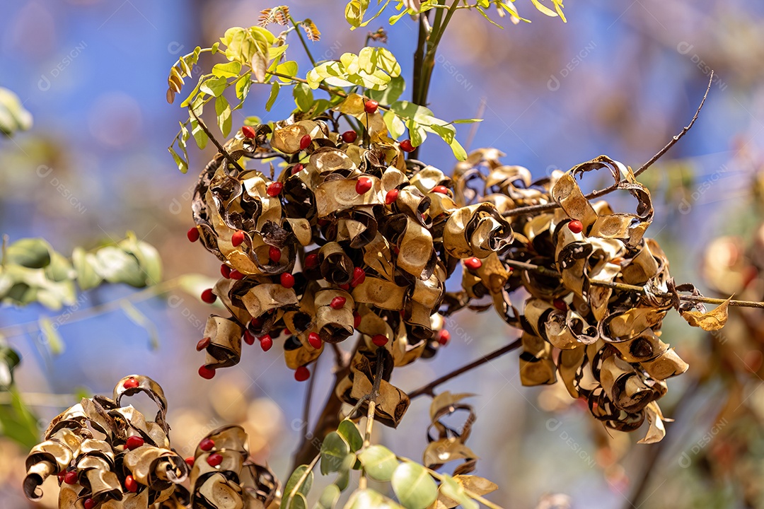Sementes de Árvore Saga da espécie Adenanthera pavonina