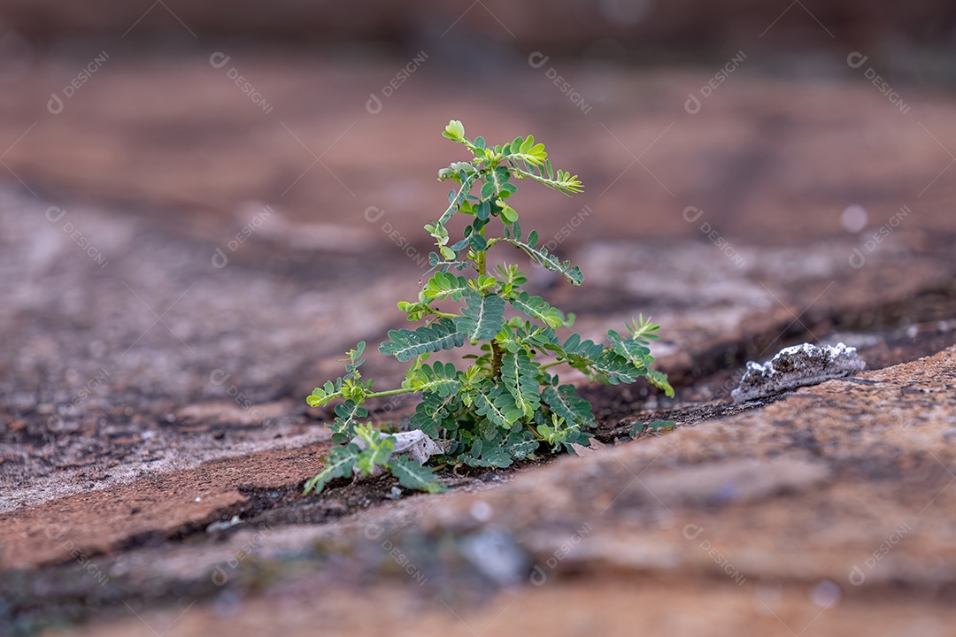 Pequena Usina Eólica do Gênero Phyllanthus