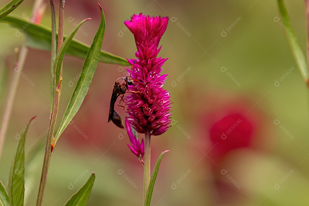 Planta com flor de capim codorna da espécie Celosia argentea com vespa