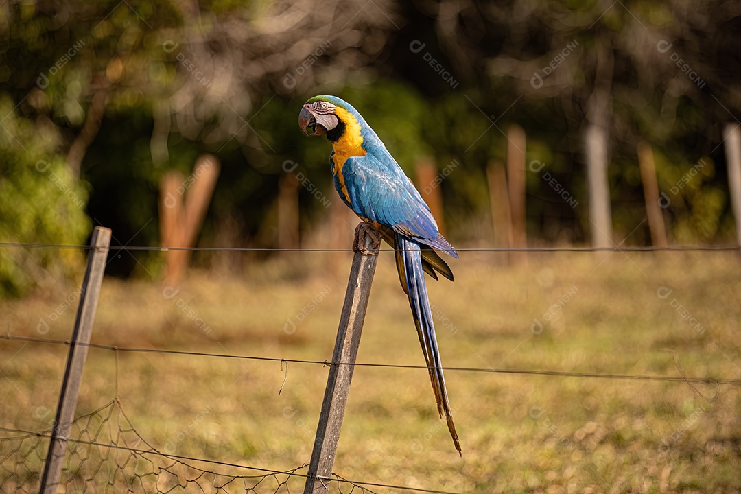 Arara-azul-e-amarela adulta da espécie Ara ararauna