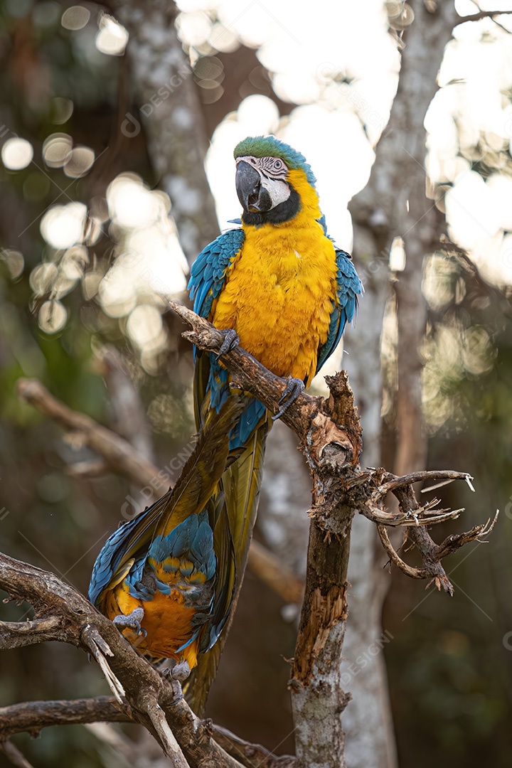 Arara-azul-e-amarela adulta da espécie Ara ararauna