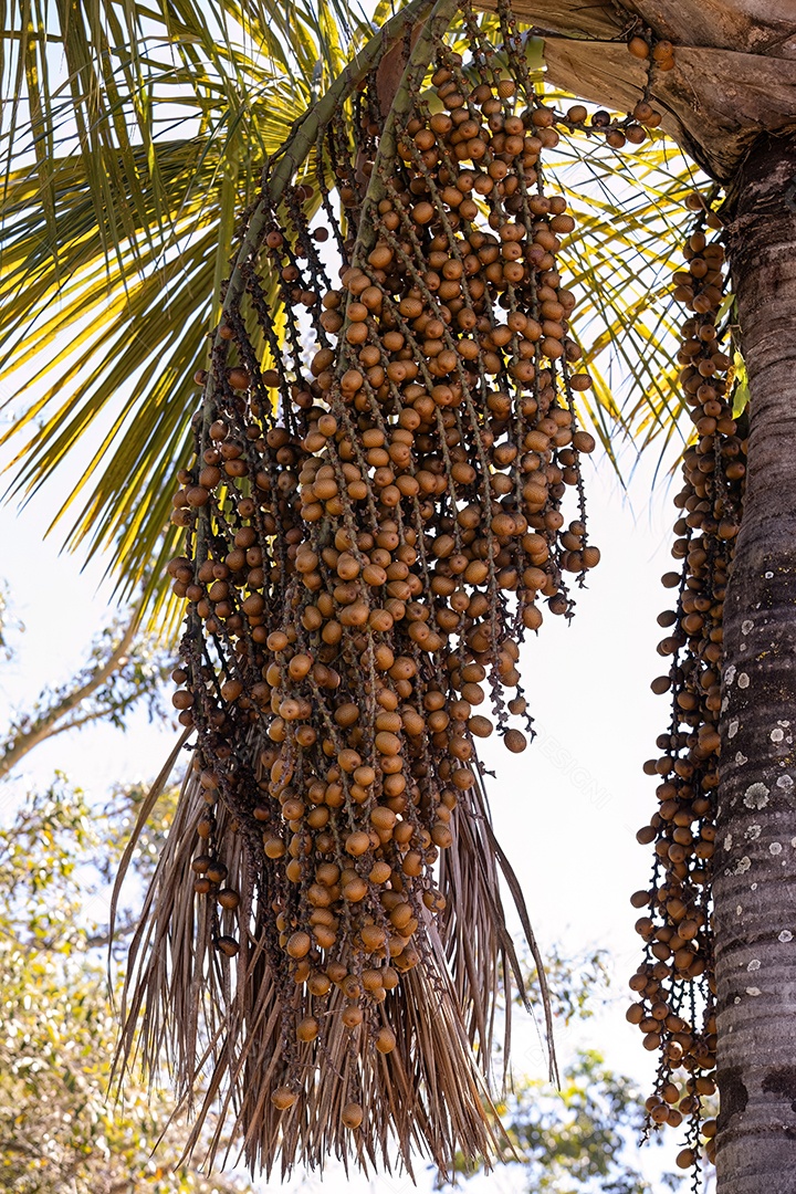 Frutos amarelos da palmeira buriti com foco seletivo