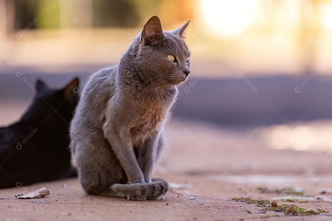 Pequeno gatos doméstico em close com foco seletivo