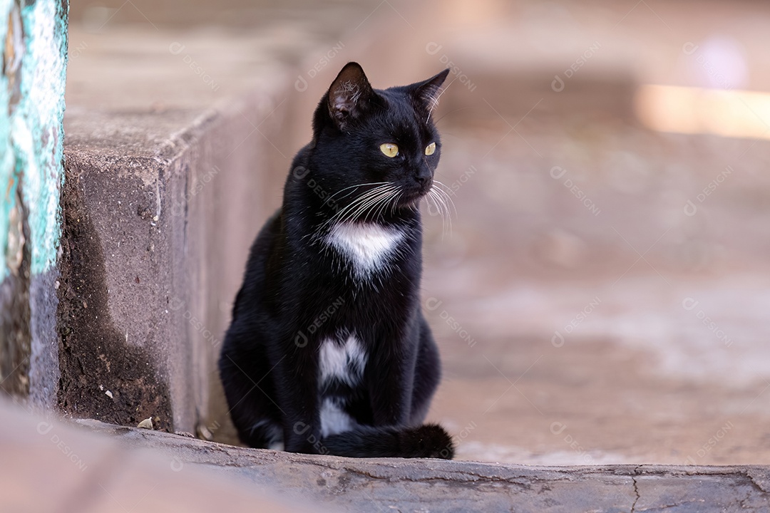 Pequeno gato doméstico em close com foco seletivo