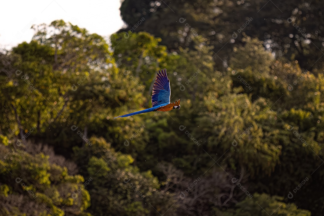 Pequeno gato doméstico Arara-azul-e-amarela adulta da espécie Ara araraunain closeup com foco seletivo