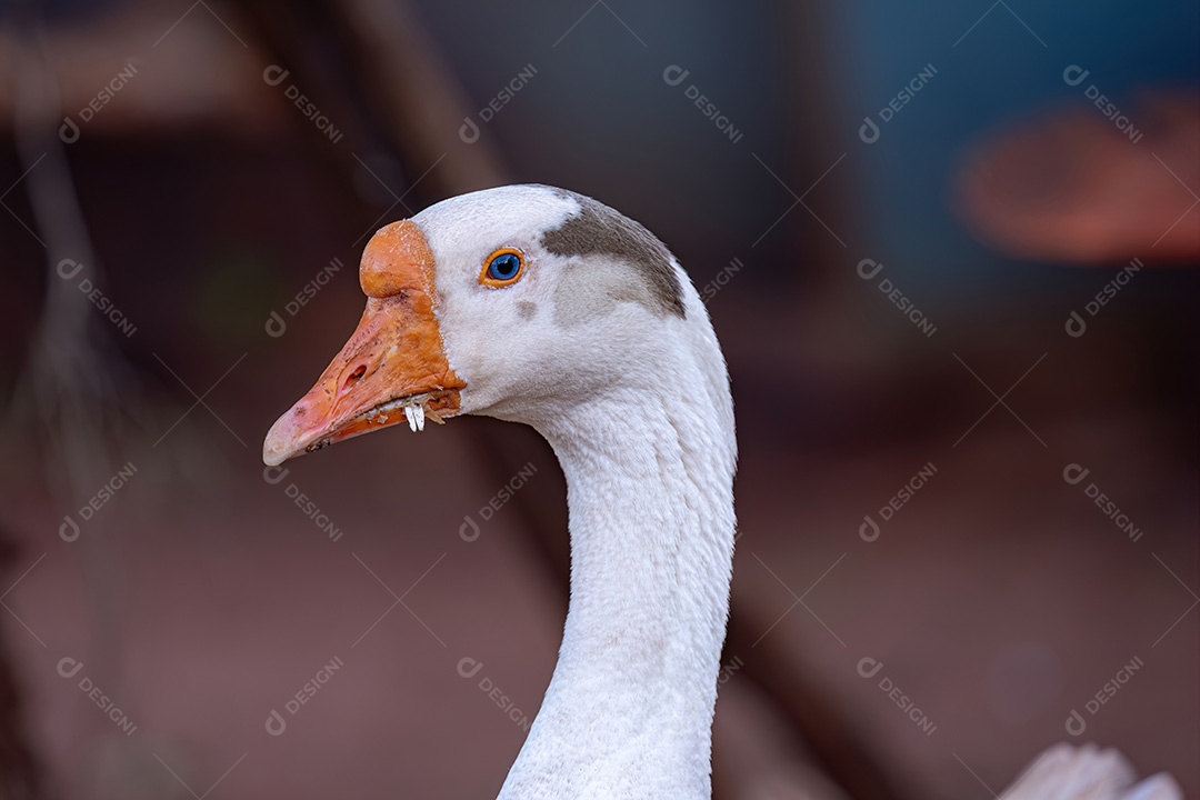 Fazenda de animais Ganso-cinzento da espécie Anser anser