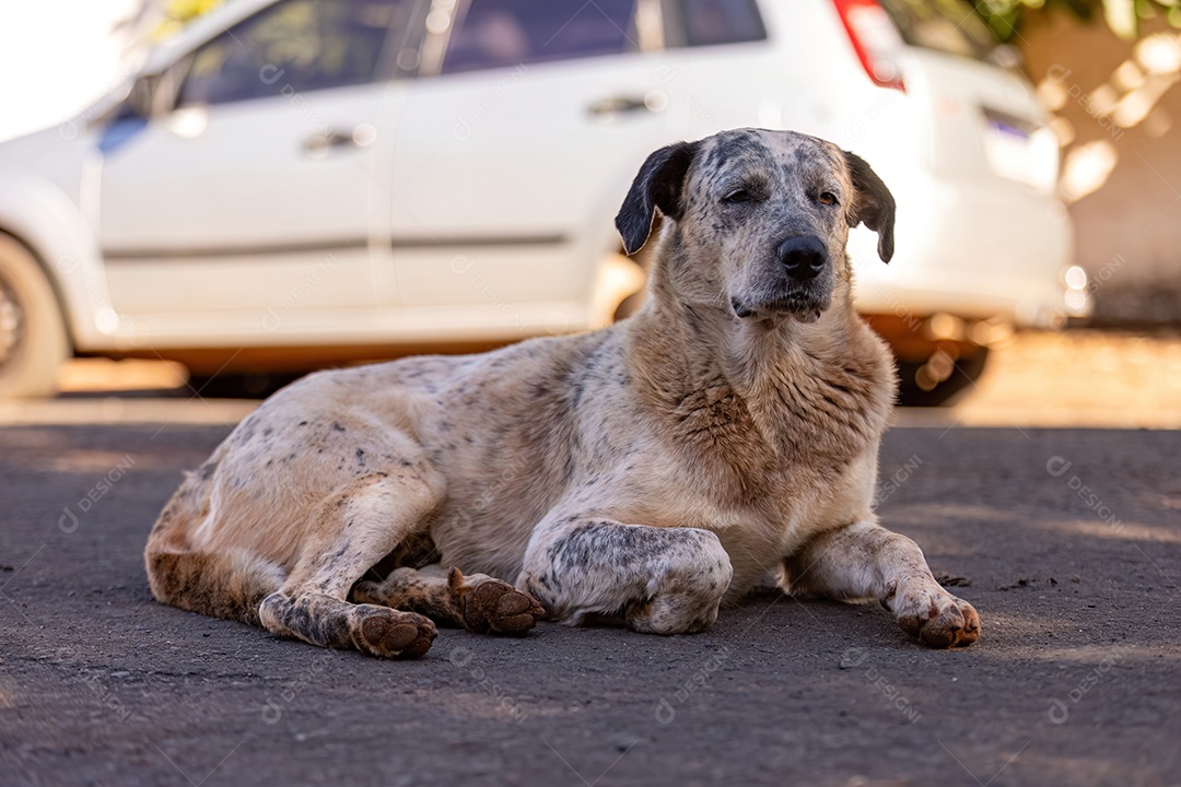 Grande cachorro branco sem raça definida na rua
