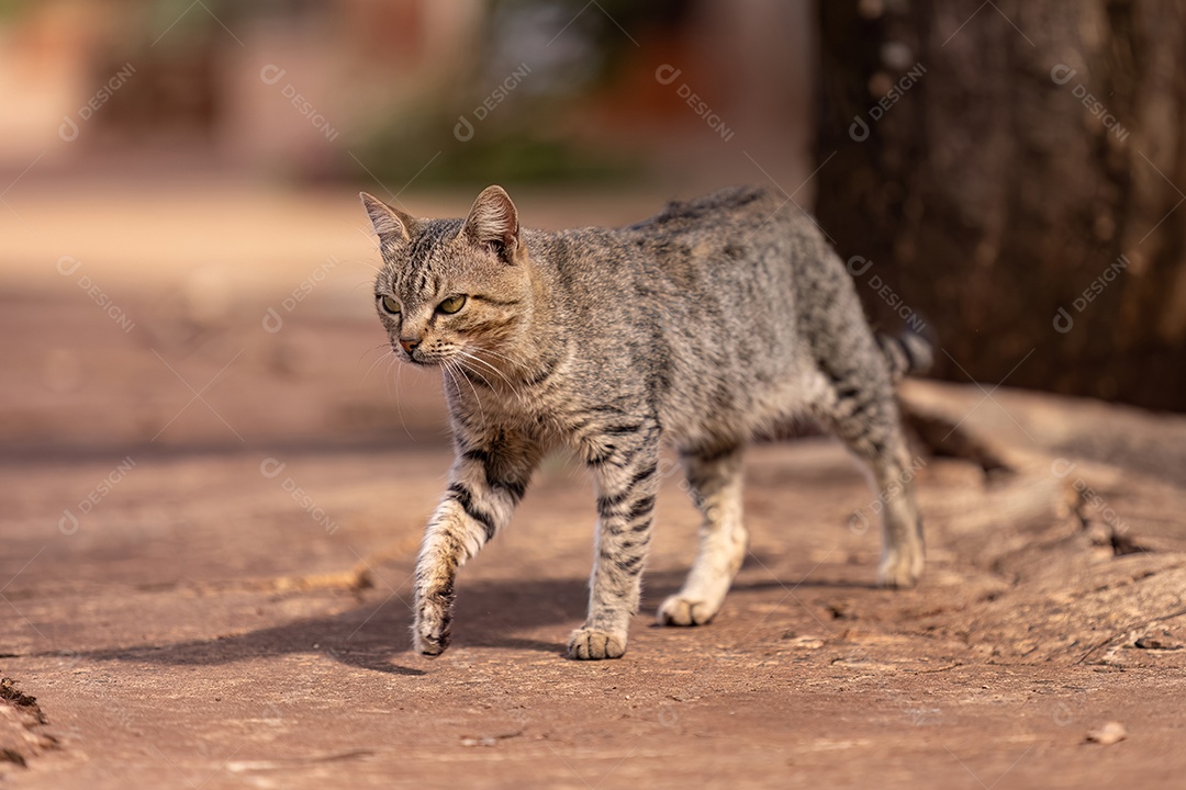 Animal mamífero felino cinza andando em uma calçada