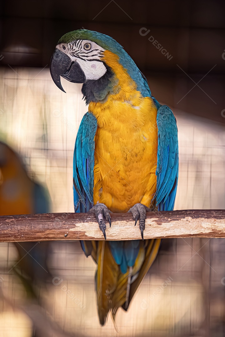 Arara-azul-e-amarela adulta da espécie Ara ararauna resgatada em recuperação para reintrodução gratuita