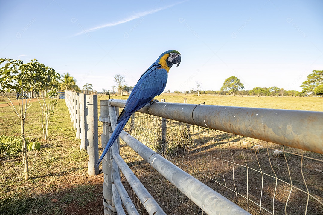 Arara-azul-e-amarela adulta da espécie Ara ararauna