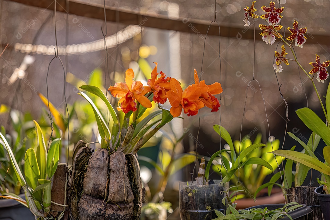 Planta com flor de orquídea do gênero Cattleya