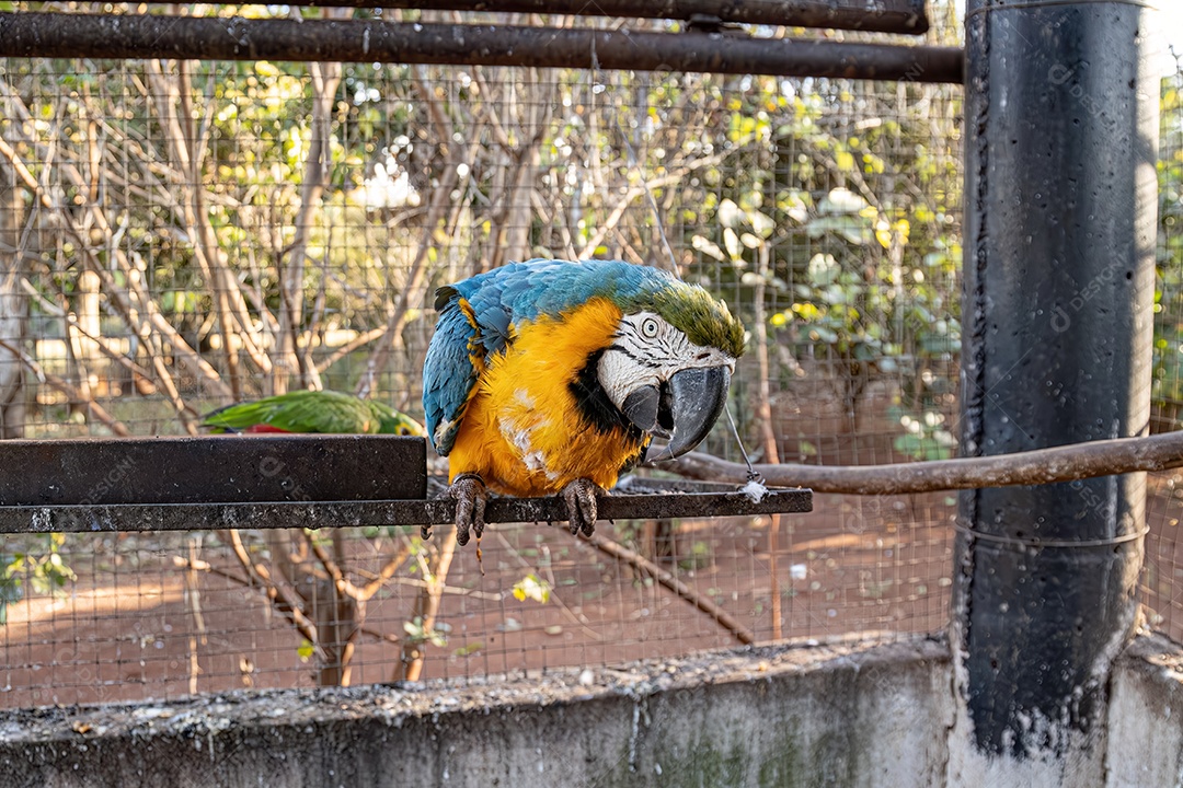 Arara-azul-e-amarela adulta da espécie Ara ararauna resgatada em recuperação para reintrodução gratuita