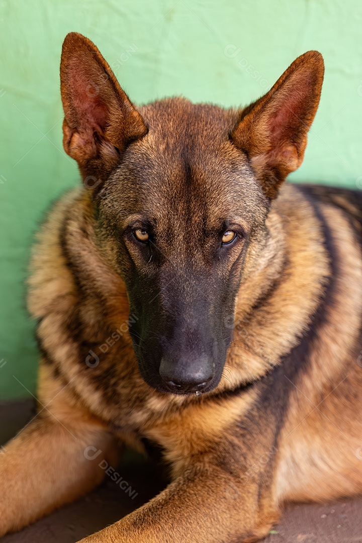 Animal mamífero cão canino da raça pastor alemão