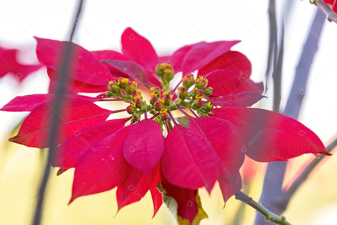 Planta com flor de poinsétia da espécie Euphorbia pulcherrima