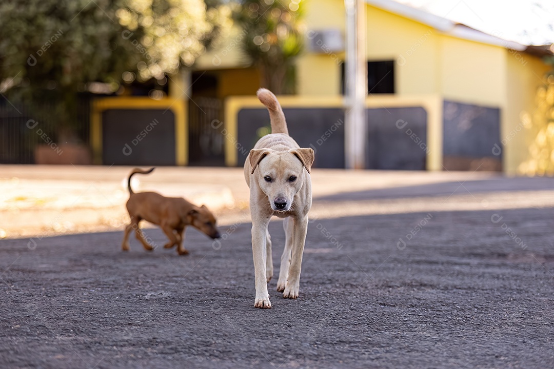 Cachorro mamífero animal na rua
