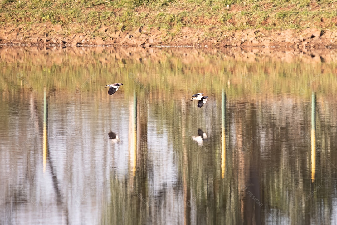 Aves adultas do Abibe-do-Sul da espécie Vanellus chilensis voando