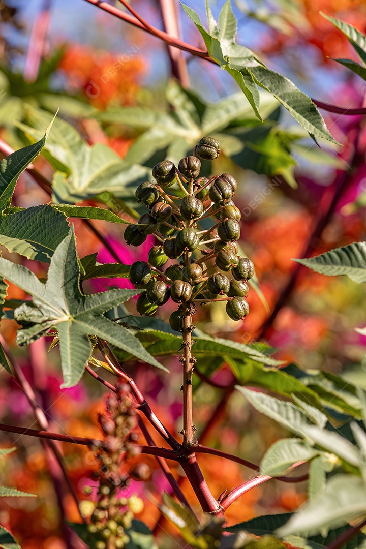 Mamona Verde da espécie Ricinus communis