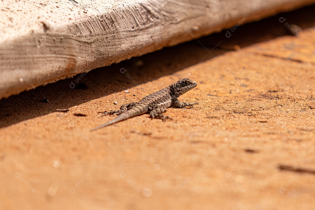 Pequeno lagarto terrestre do gênero Tropidurus