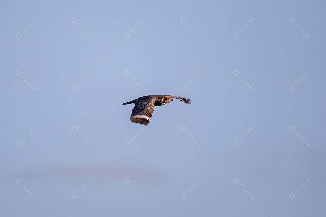 Animal Nacunda Nighthawk da espécie Chordeiles nacunda em mosca