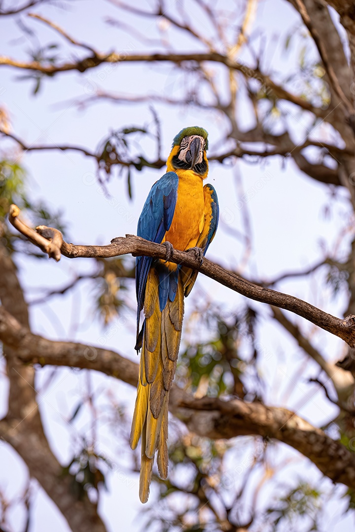 Arara-azul-e-amarela adulta da espécie Ara ararauna