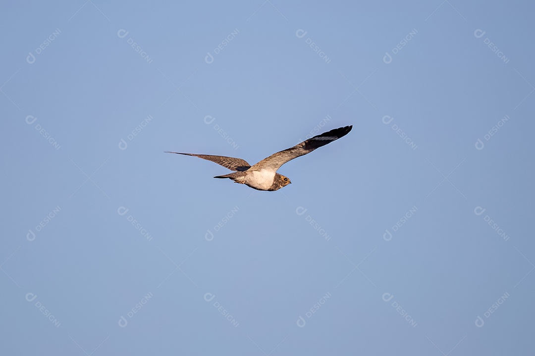 Animal Nacunda Nighthawk da espécie Chordeiles nacunda em mosca