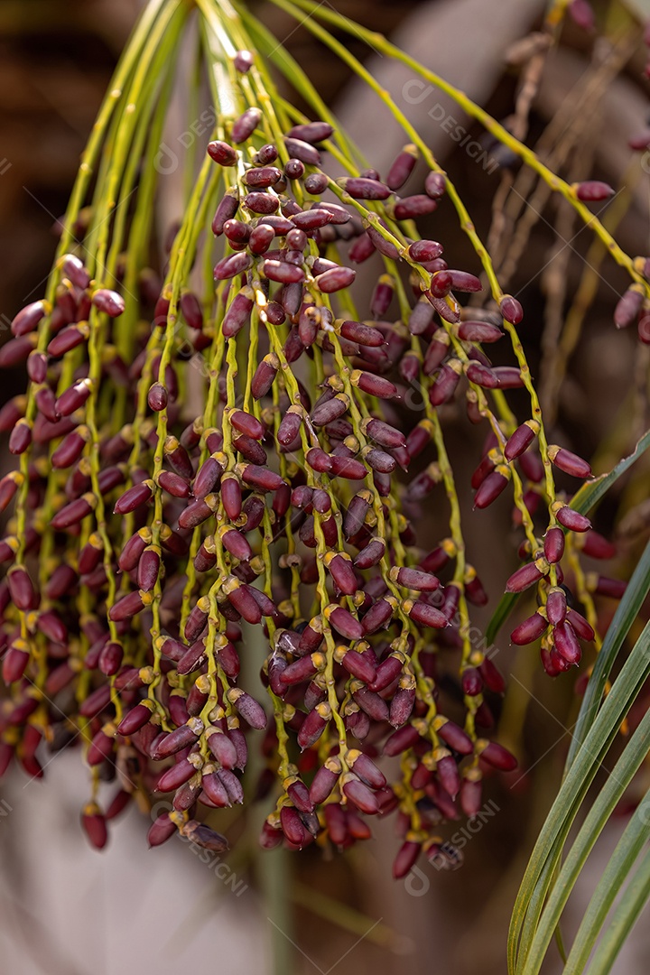 Tamareira pigmeu da espécie Phoenix roebelenii