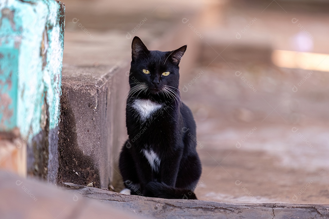 Pequeno gato doméstico em close com foco seletivo