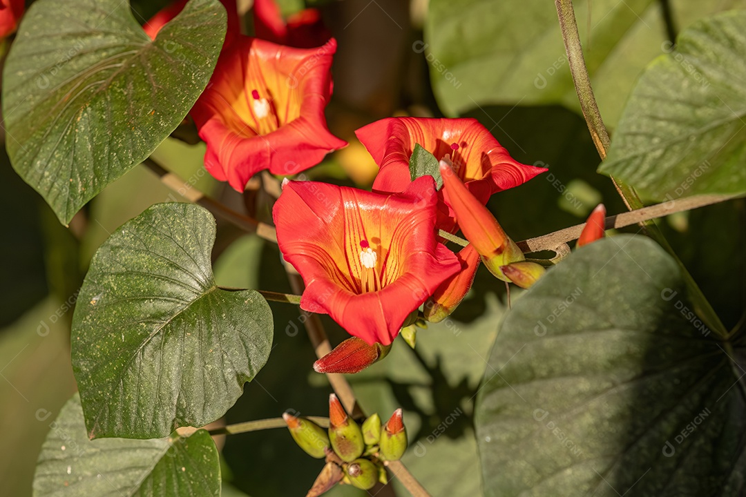 Planta angiosperma com flor da espécie Stictocardia macalusoi