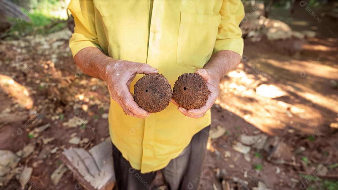 Homem idoso segurando uma castanha-do-pará em cada mão, vestindo uma camisa amarela e calça preta, com um chão de terra desfocado ao fundo