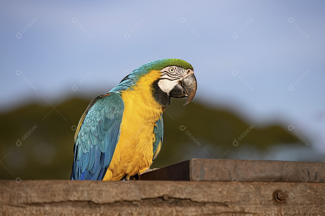 Arara-azul-e-amarela adulta da espécie Ara ararauna