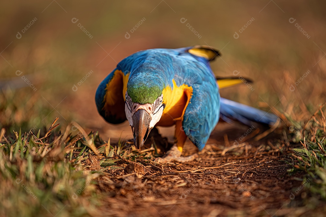 Arara-azul-e-amarela adulta da espécie Ara ararauna