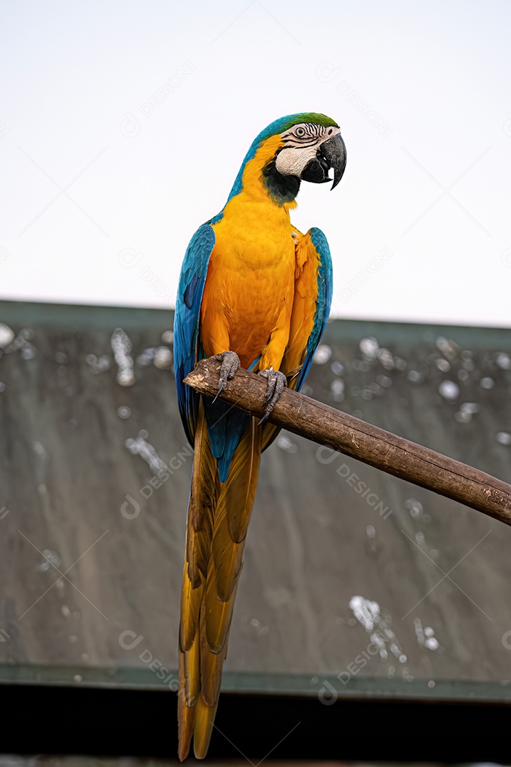 Arara-azul-e-amarela adulta da espécie Ara ararauna