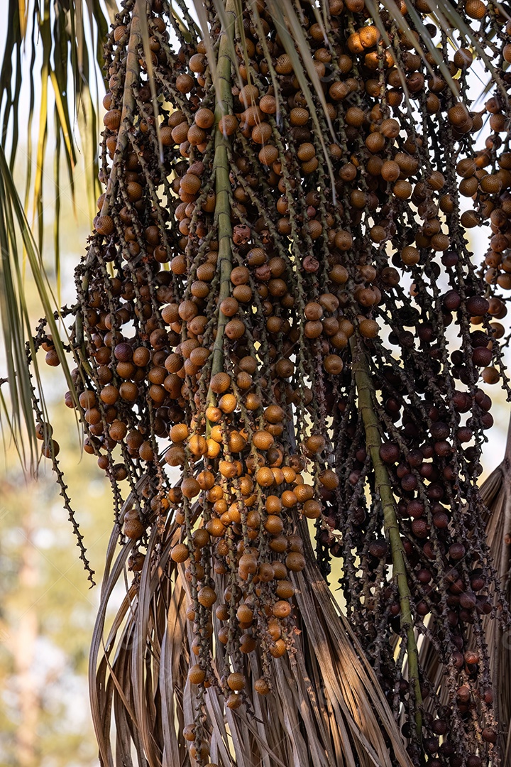 Frutos amarelos da palmeira buriti com foco seletivo
