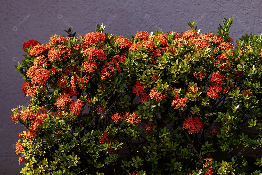 Flor da planta chama da selva vermelha do gênero Ixora