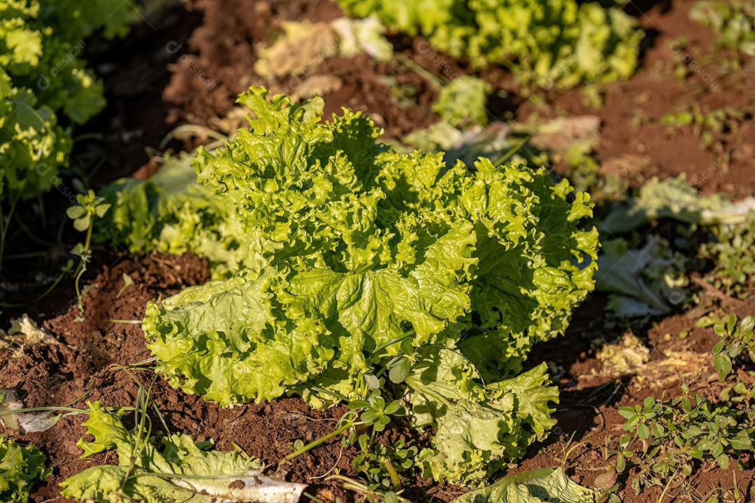 Planta alface vegetal da espécie Lactuca sativat