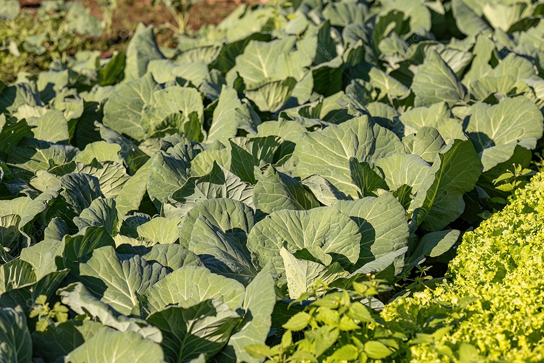 Planta vegetal de repolho da espécie Brassica oleracea em uma horta