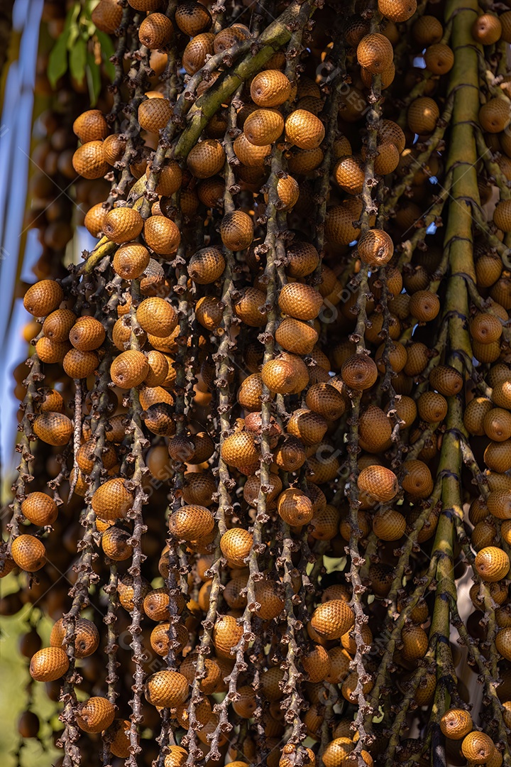 Frutos amarelos da palmeira buriti com foco seletivo