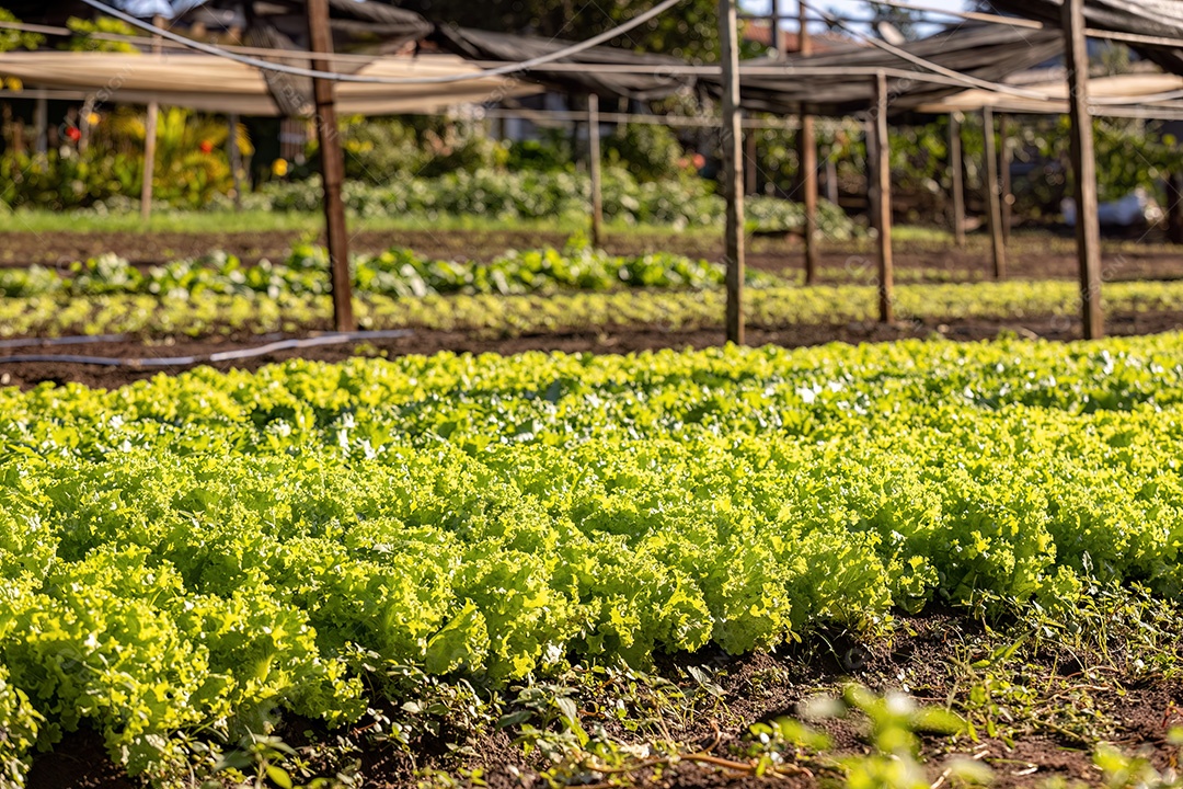 Planta alface vegetal da espécie Lactuca sativat