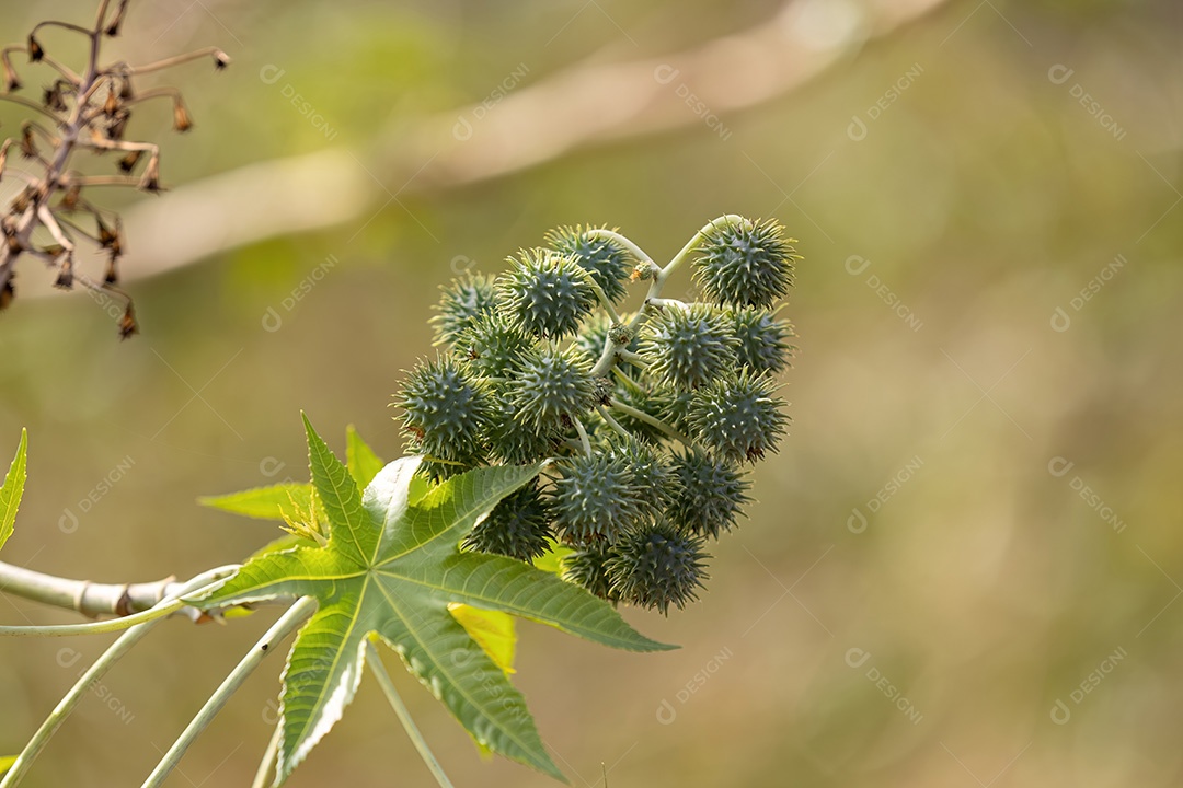 Mamona Verde da espécie Ricinus communis