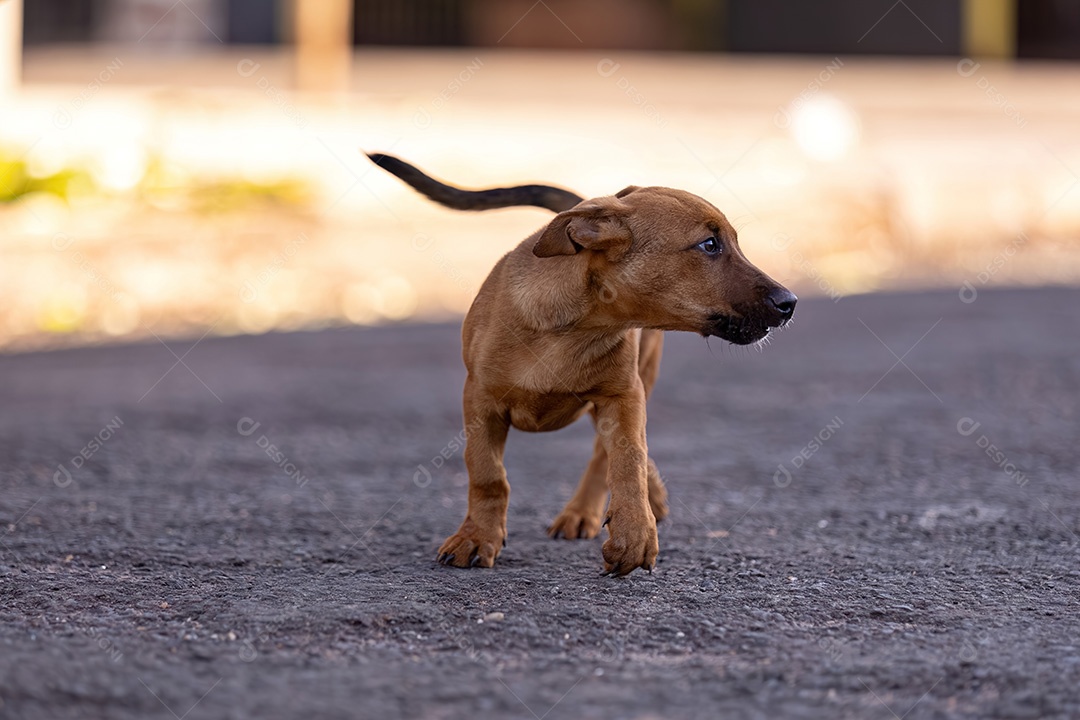 Cachorro mamífero animal na rua