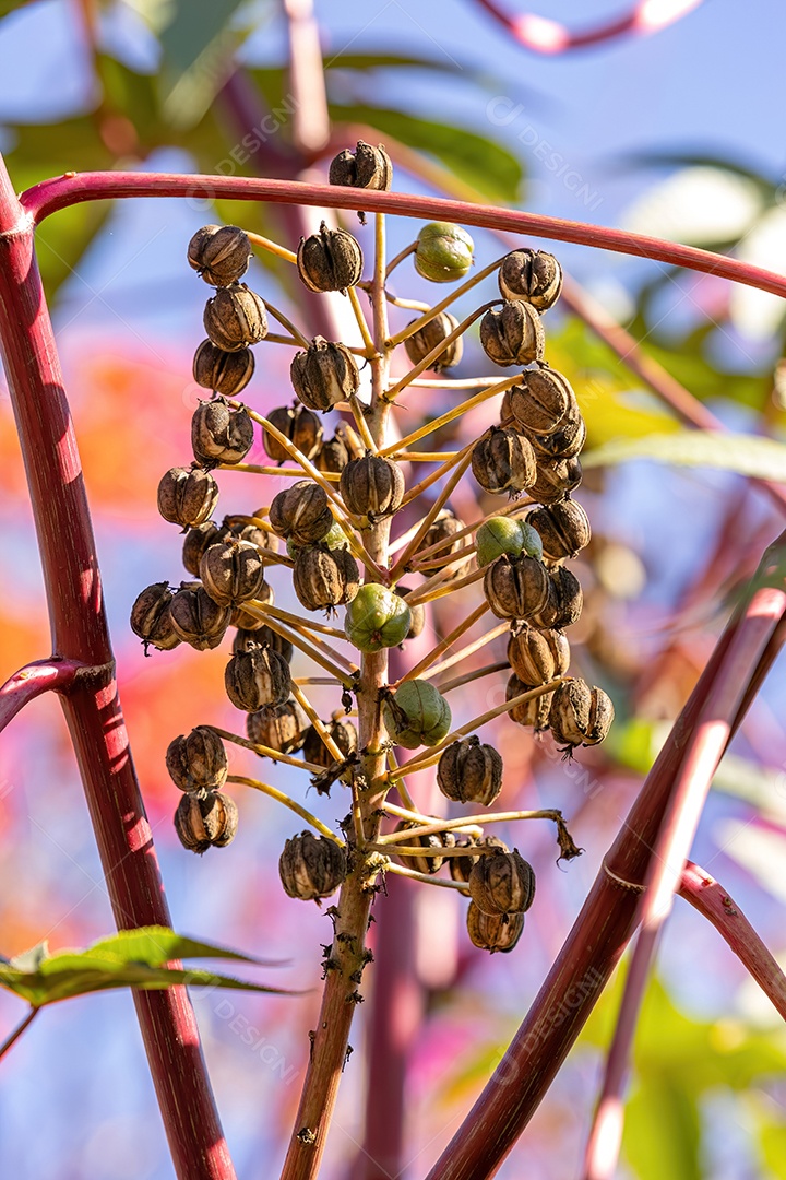 Mamona Verde da espécie Ricinus communis